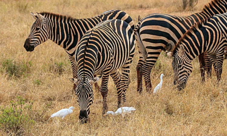 15 Days Kenya Adventure Safari (Adventure Travel in Kenya)