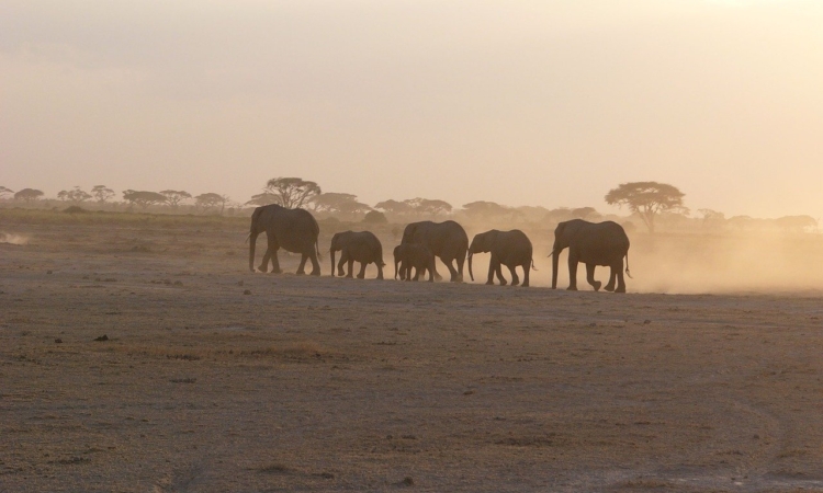 21 Days/20 Nights Vacation in Kenya (Best Kenya Vacation)