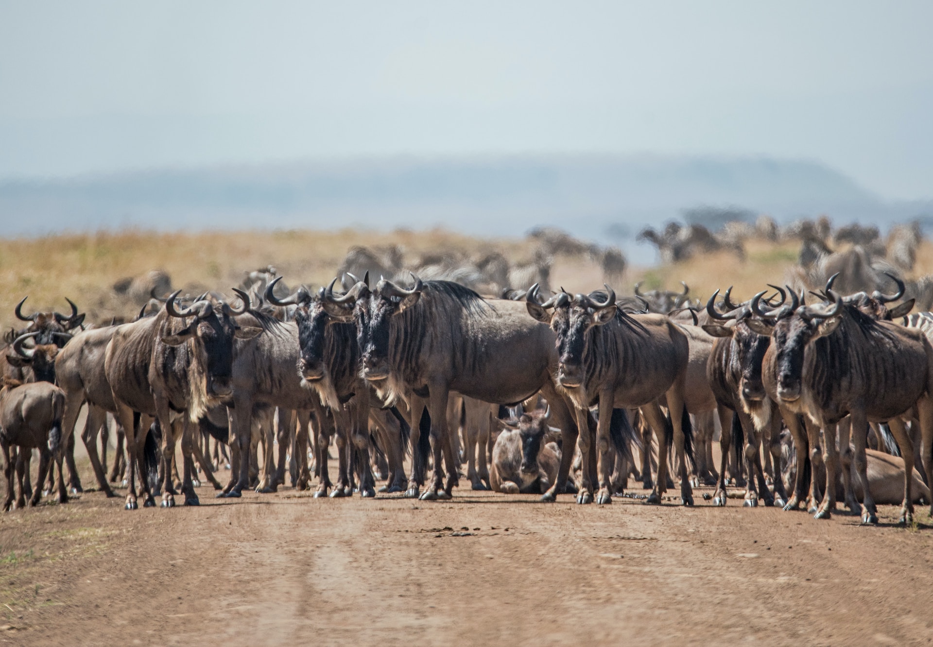 3-Day Serengeti Ngorongoro Wildebeest Migration Safari
