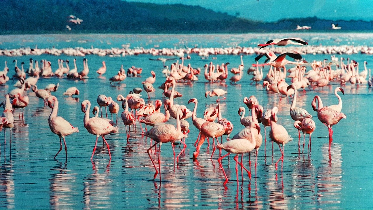 Kenya Wildlife, Culture & Leisure Safari