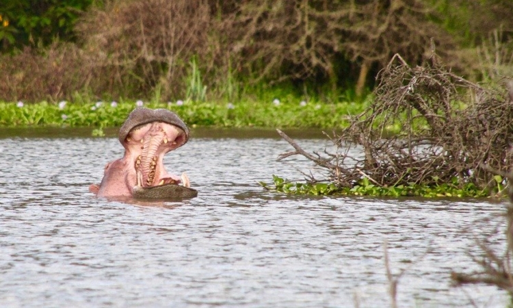 5-Day Masai Mara Wildebeest Migration & Lake Nakuru Safari