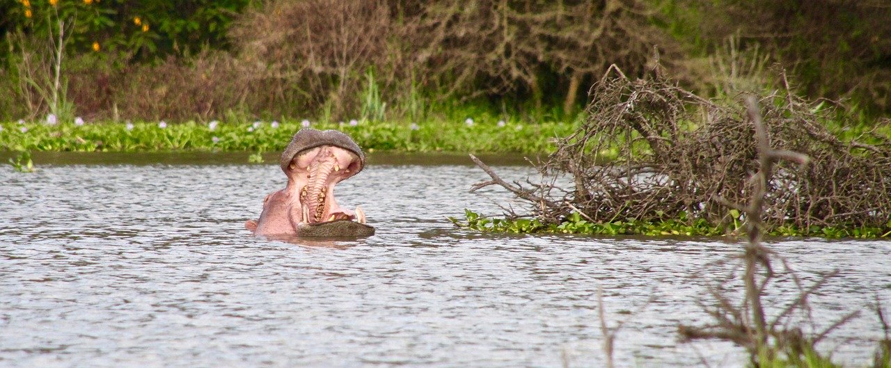 5-Day Masai Mara Wildebeest Migration & Lake Nakuru Safari