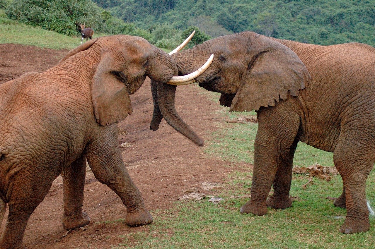 6 Days Mara & Aberdare Game Expedition