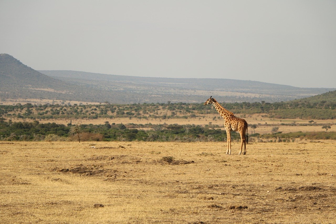 6-Day Kenya Tanzania Wildebeest Migration Safari to Masai Mara & Serengeti