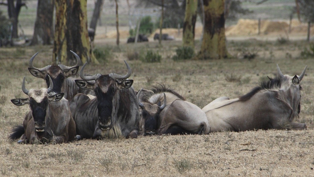 6 Days Migration & Leisure Tour