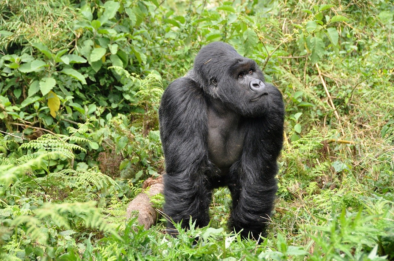 6 Days Rwanda Gorillas & Masai Mara Safari