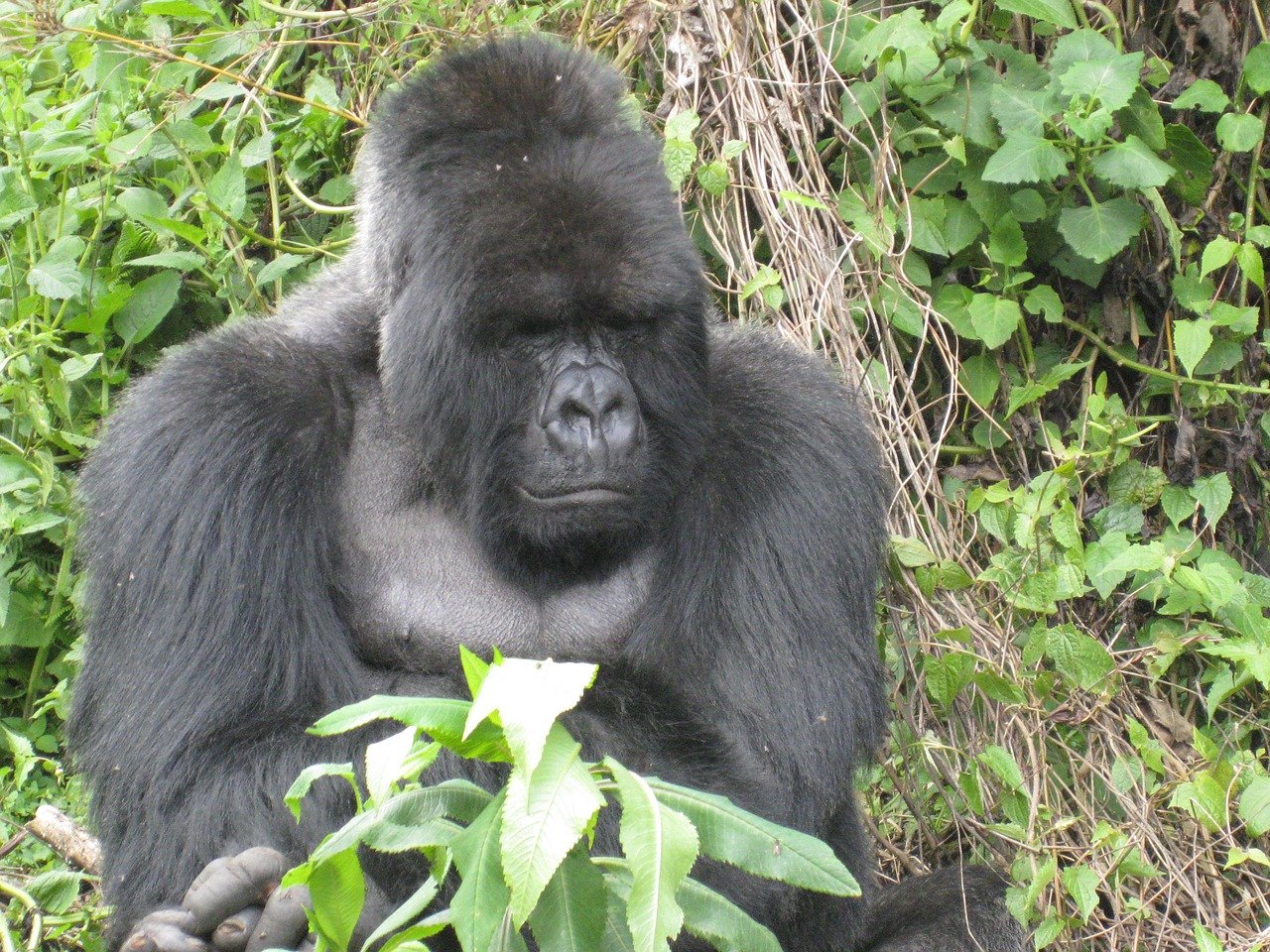 9 Days Rwanda Primates & Serengeti Migration Tour