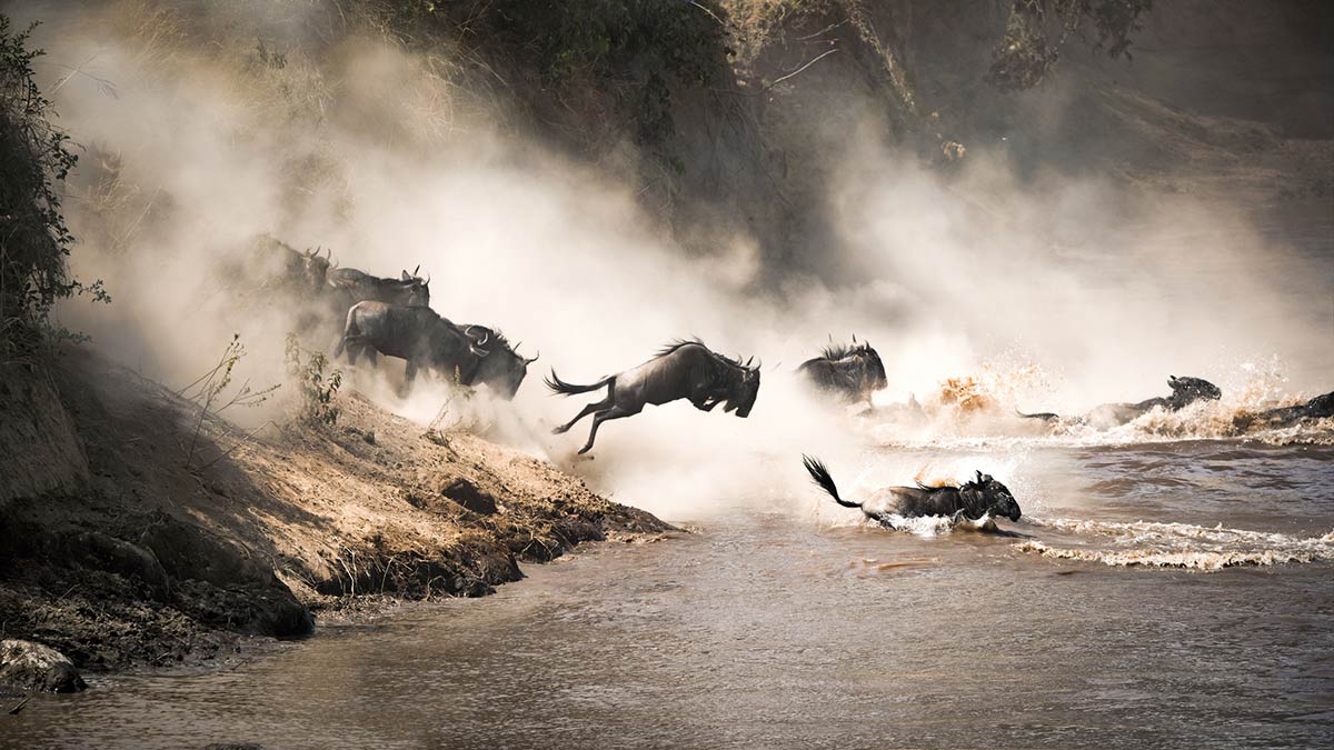 Great Wildebeest Migration Tours