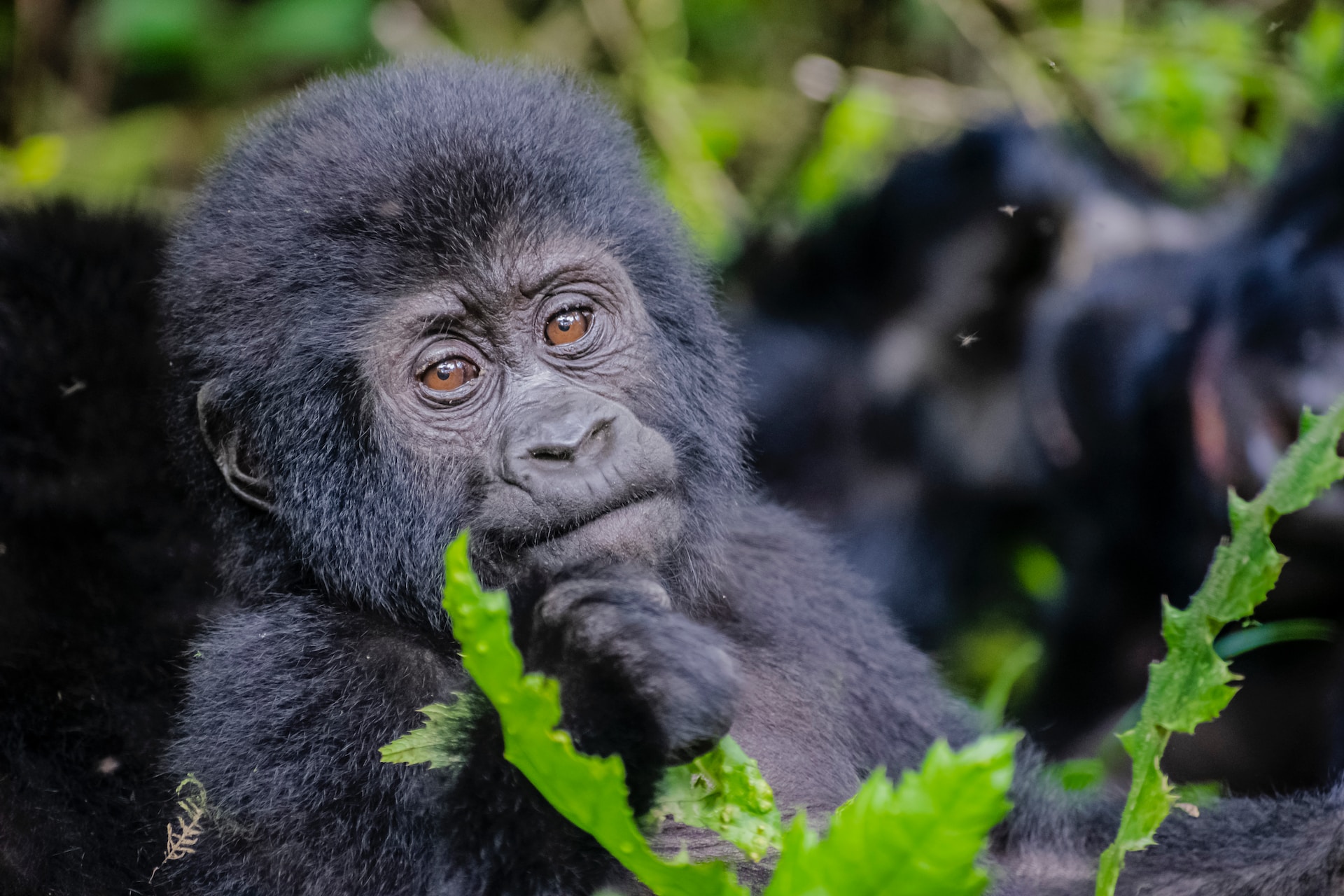 11-Day Uganda Gorillas & Kenya Tanzania Wildlife Safari