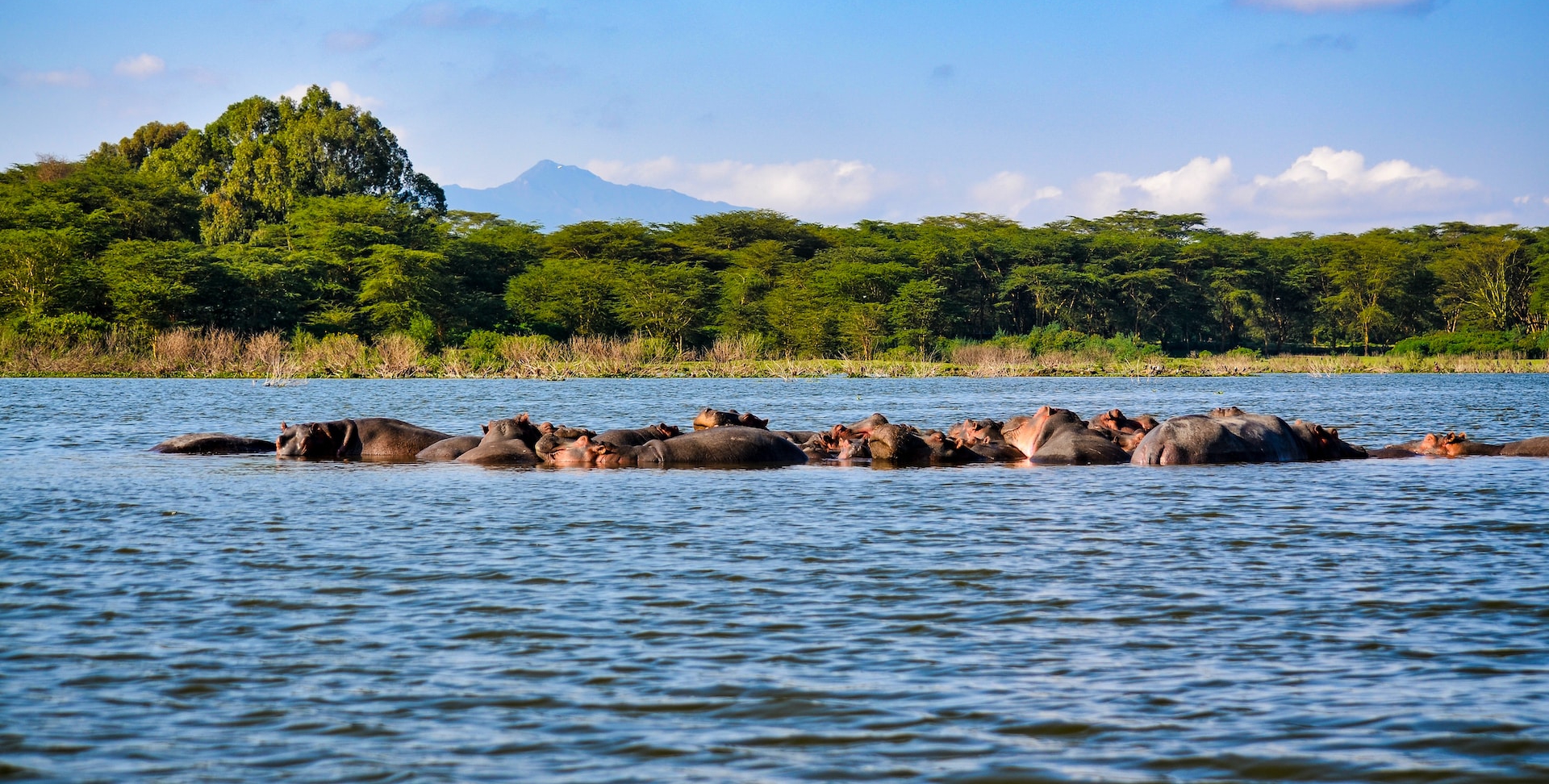 7-Day Kenya Wildebeest Migration Safari to Masai Mara & Amboseli Tour