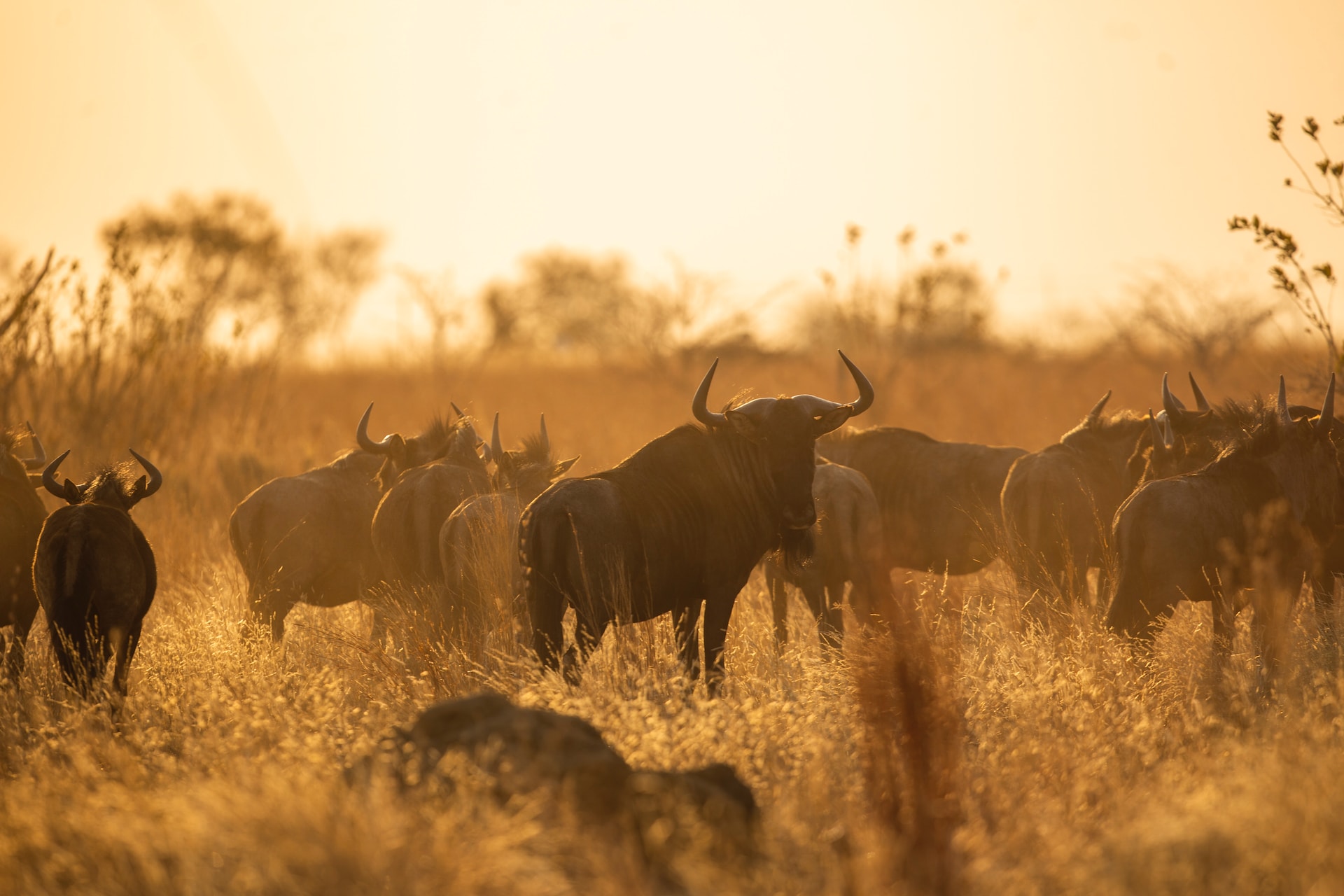 Budget Migration Safaris in Kenya & Tanzania (Affordable)