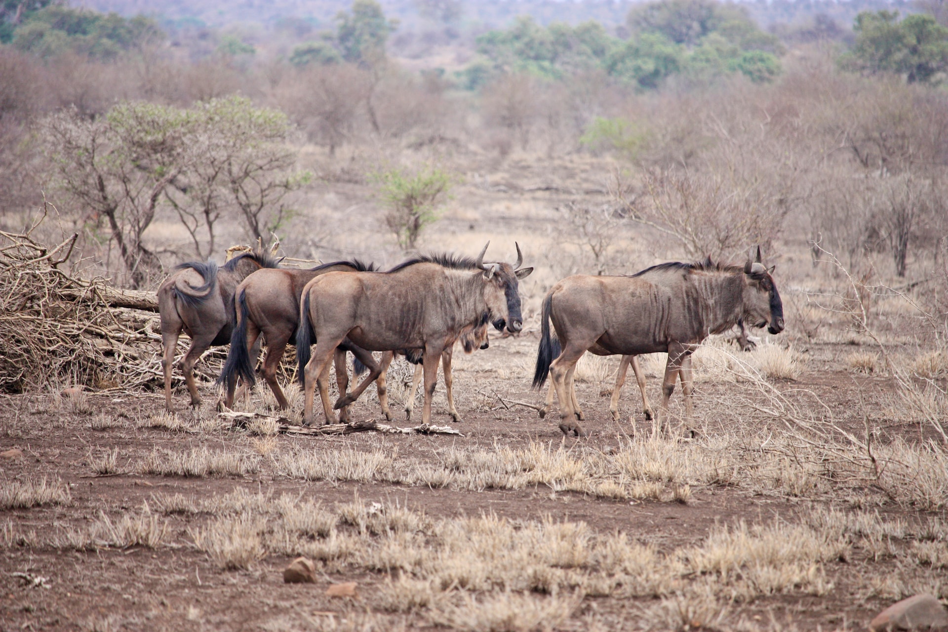 Wildlife Tanzania Safari & Serengeti Migration Safaris
