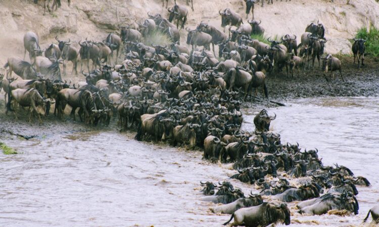 8 Fascinating Facts About the Great Wildebeest Migration