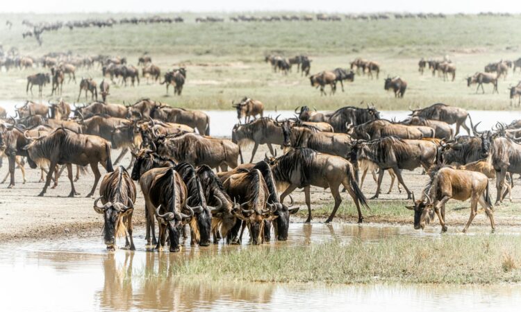 Best Times to Witness the Great Wildebeest Migration in Serengeti and Masai Mara