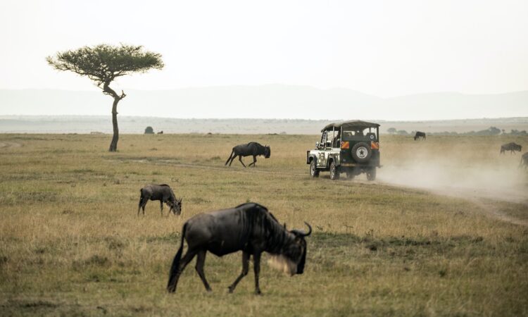 Essential Tips for Planning Your Wildebeest Migration Safari