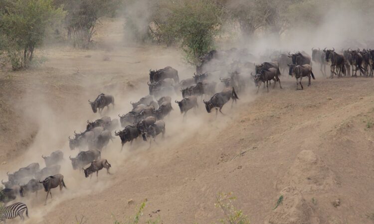 Essential Tips for Viewing River Crossings in Serengeti and Masai Mara