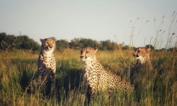 Grumeti Sector - Explore Serengeti's Exclusive Wildlife Haven