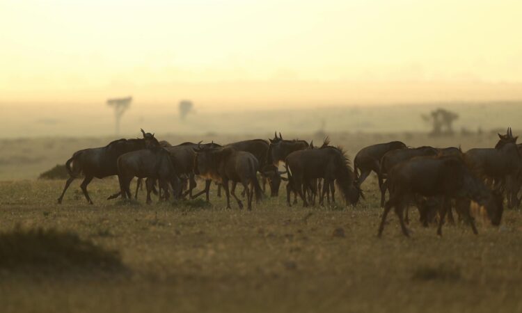 Kogatende Area - Explore Serengeti's Northern Wildlife Haven