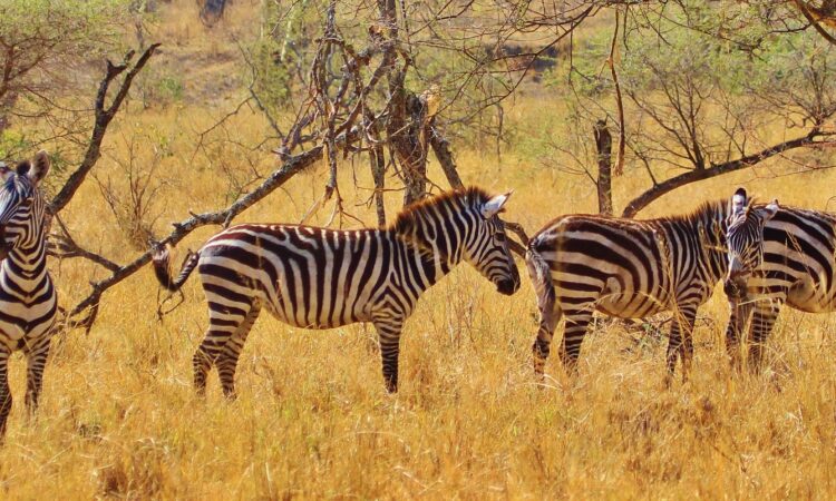 Ndoha Plains - A Serengeti Haven for Wildlife and Migration