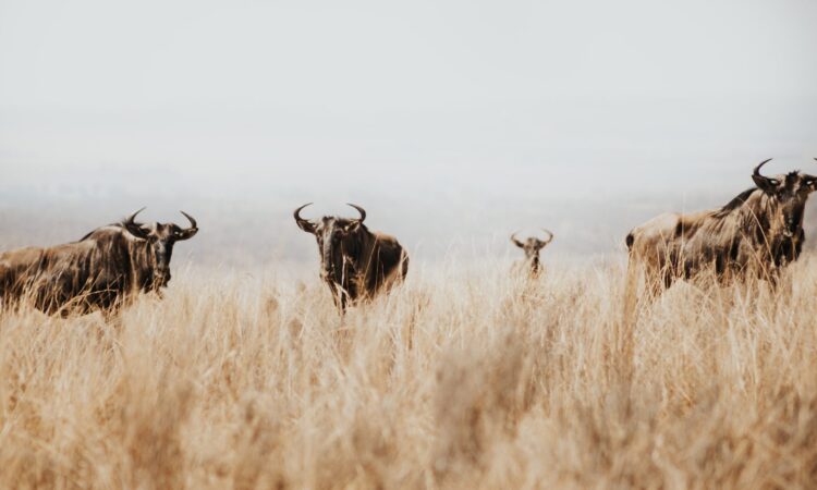 Wildebeest Migration Calendar - Key Dates and Locations